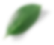 Листва